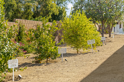 Enjoy the many fruit trees around property- great for a signature cocktail!