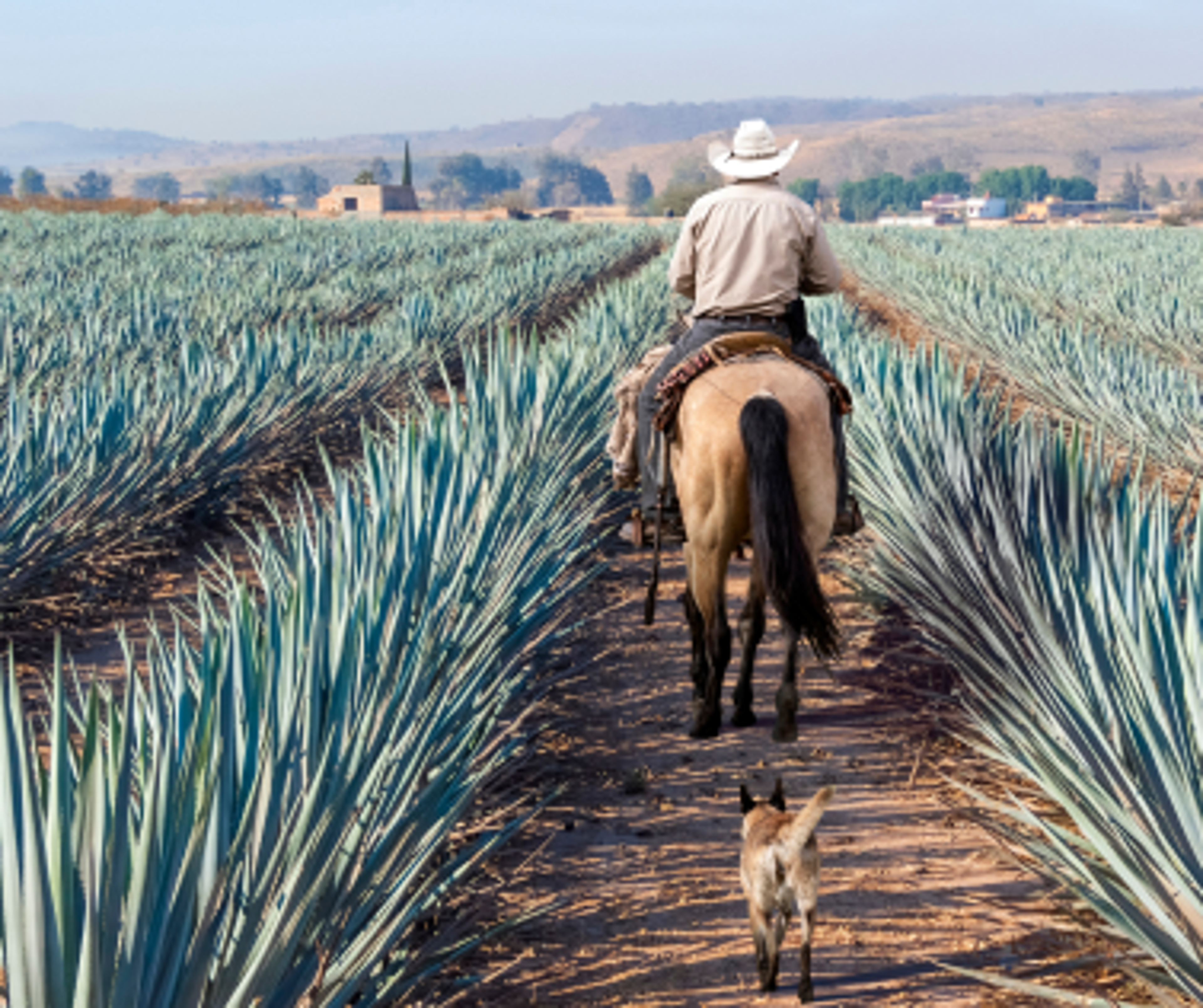 Jalisco