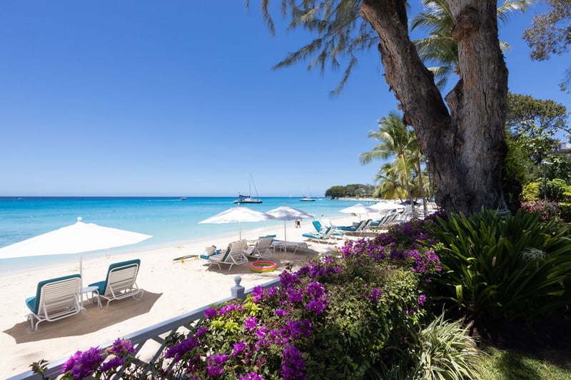 Old Trees 2 | Azzurro