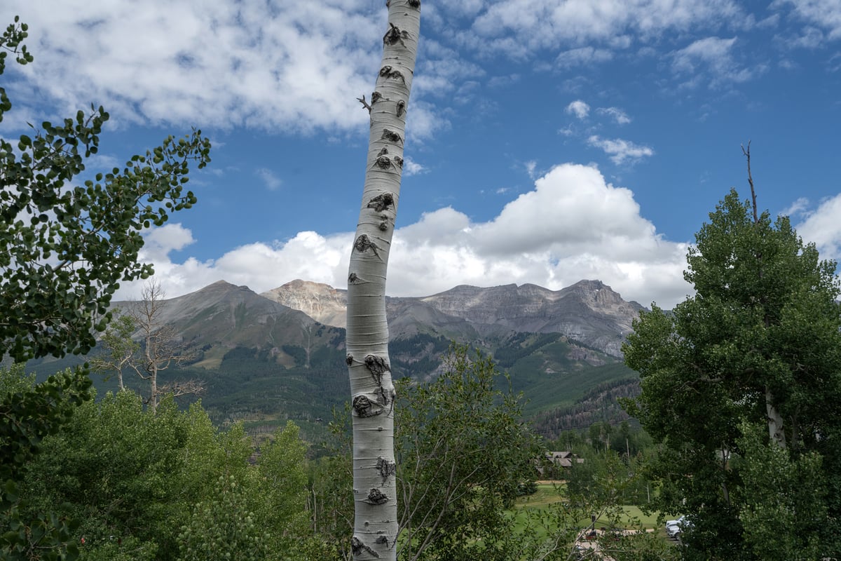 Palisade at Pine Meadows