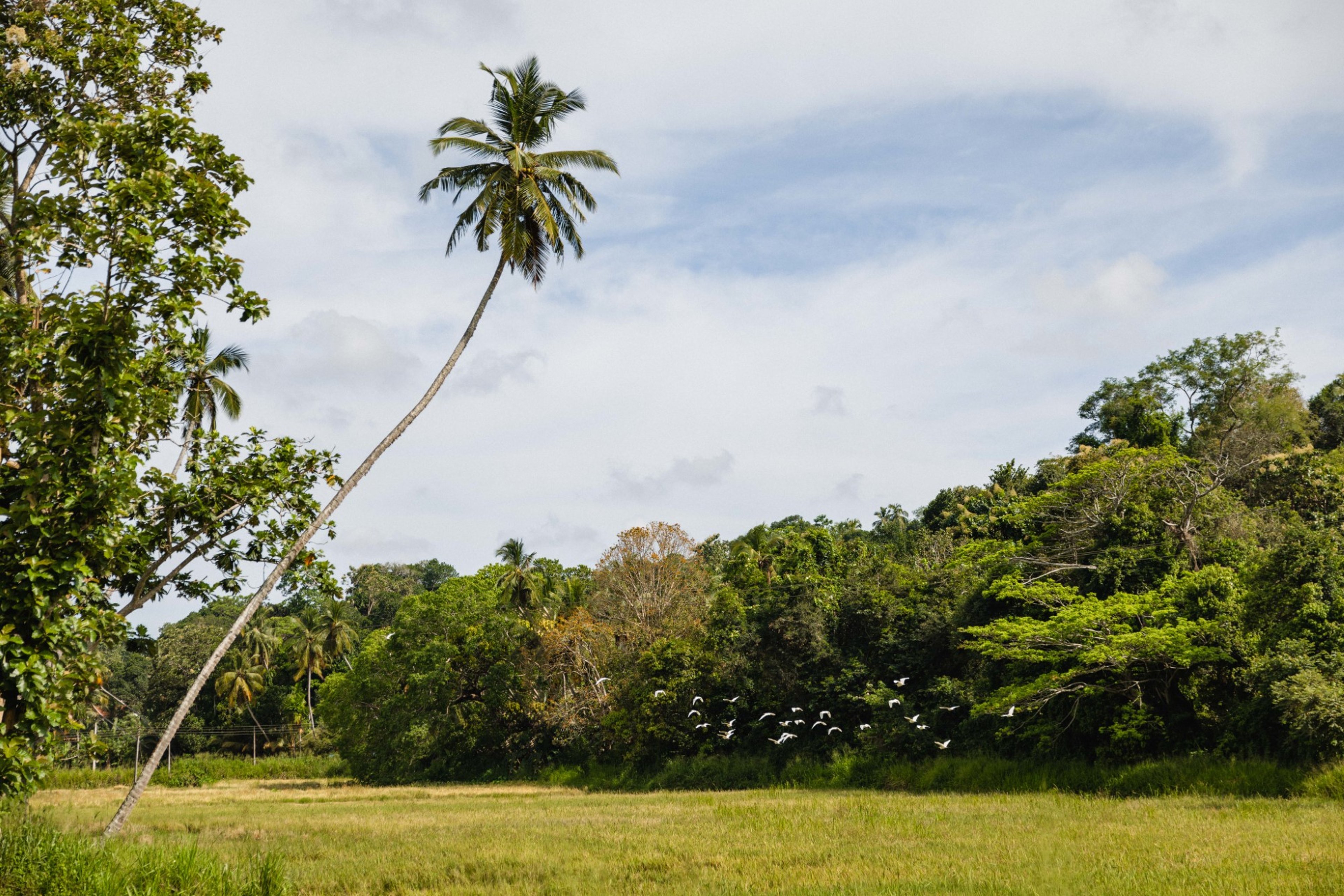 ANI Sri Lanka - 13