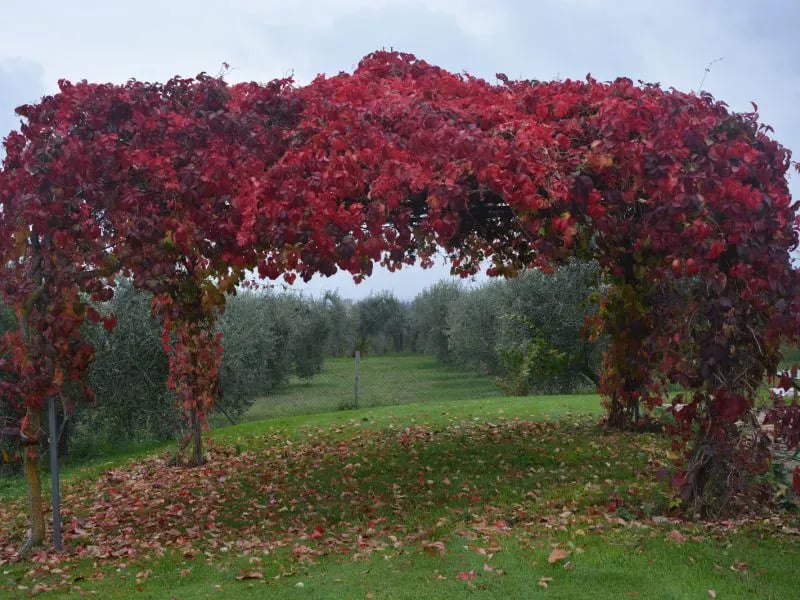 Castellare de' Sernigi
