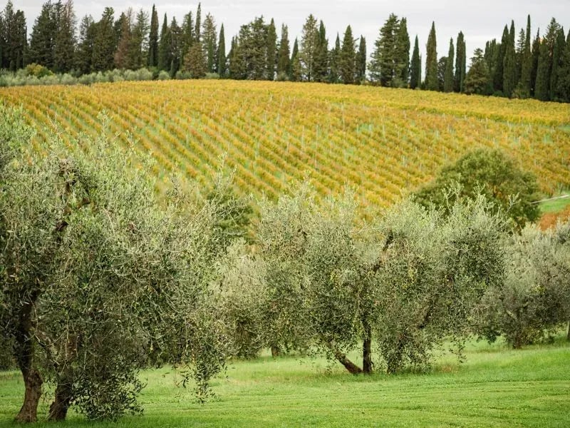 Castellare de' Sernigi