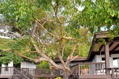 Luxury Villa Photo #5