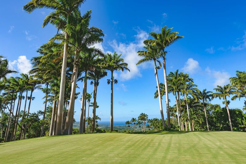 Cocomaya at Apes Hill Club