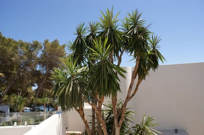 Luxury Villa Photo #6